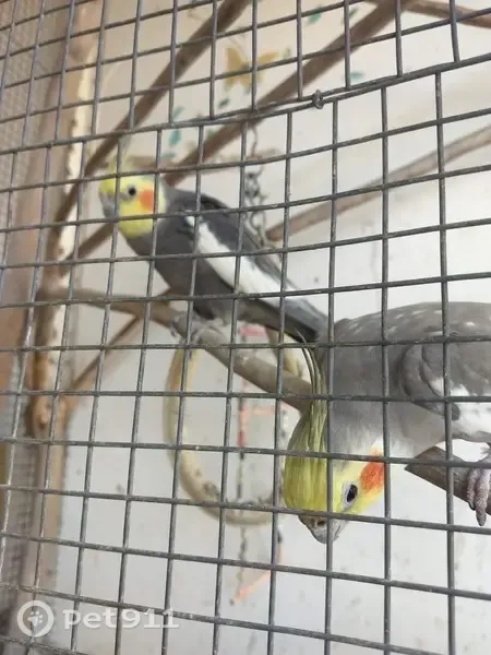 Pássaro perdido Macho (brl003538) - photo