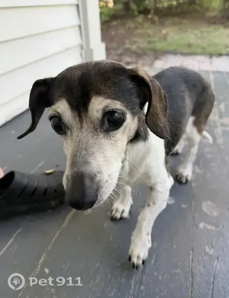 Lost female dog, Owasco Road, 7092, Auburn, Arlington — 15-year-old dachshund named Jenny - photo