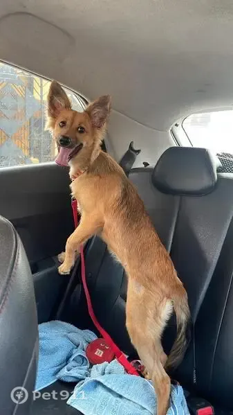 Cachorro perdido, Rua da Saudade, 130 — fêmea de porte médio, com orelhas dobradas - photo