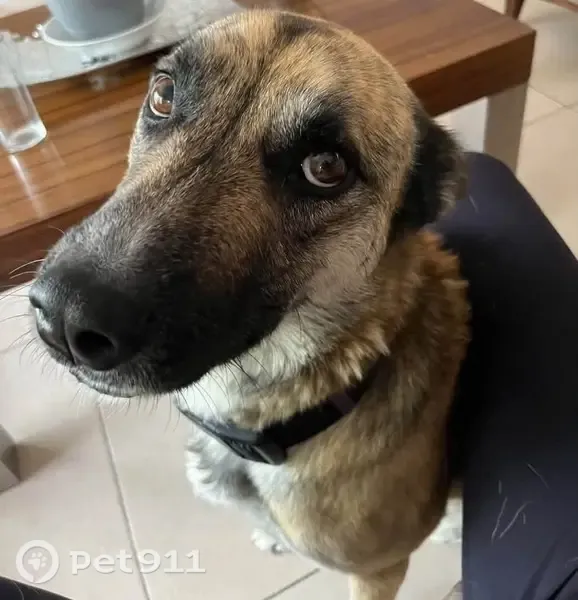 Perro perdido macho, Privada Troje de San Antonio de Triano, El Pueblito — mezcla de pastor alemán - photo