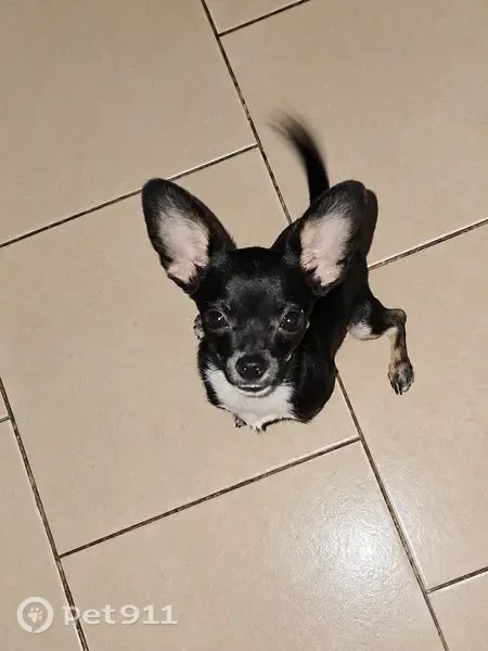 Perdido perro macho, Avenida Cuauhtémoc, 300, Puerto Escondido — responde a Frijol - photo
