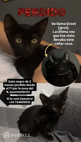 Gato perdido, Avenida de Cádiz, 34, Los Palacios y Villafranca, Murcia — negro, de unos 4 meses - photo