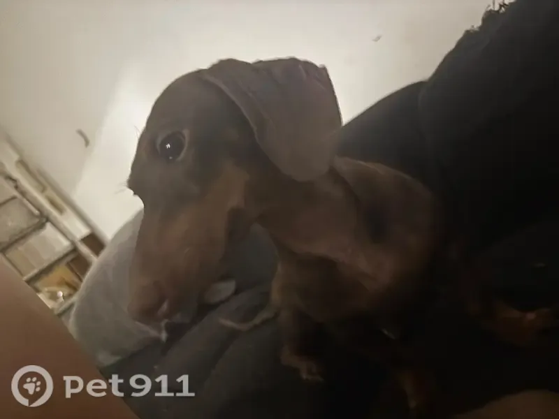 Perro perdido, hembra, Calle José Carrión de Mula, 9, Málaga, Pozuelo de Alarcon — muy asustadiza - photo