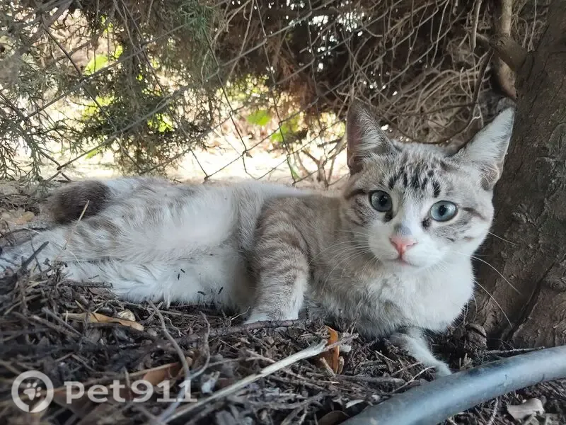 Gato encontrado, Calle Hermanos Pinzón, 2, Gibraleón, Huelva — pequeño, tipo siamés y de ojos azules claros - photo