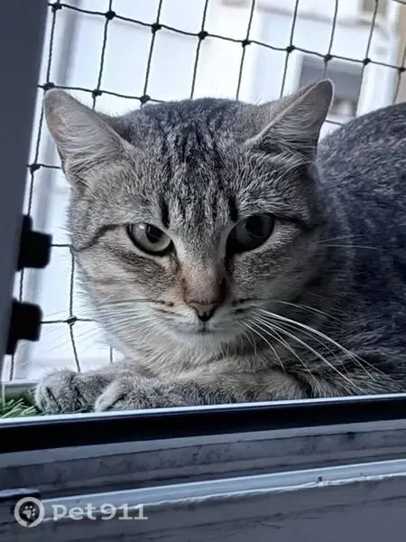 Gato encontrado, Calle Abén al Abbar, 5, Valencia — pardo, de unos 7 meses - photo