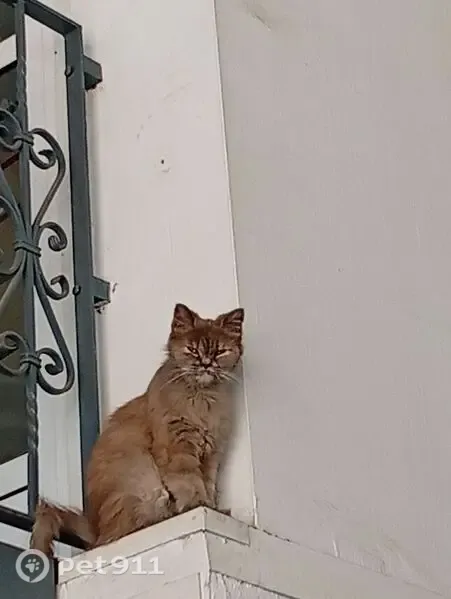 Gato perdido, hembra, Calle el Naranjo, Andalucía, Almeria — ojos amarillos - photo