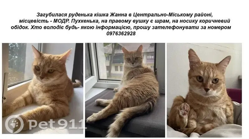 Зникла кішка, Весняна вулиця, Кривий Ріг — дівчинка з коричневим обідком на носі - photo