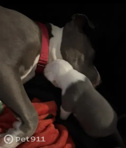 Lost dog, South Phoenix Place, 2112, New Hyde Park — female blue nose pitbull - photo