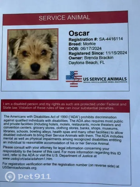 Lost male dog, South Beach Street, 719, Daytona Beach, Port Orange — tri-color - photo