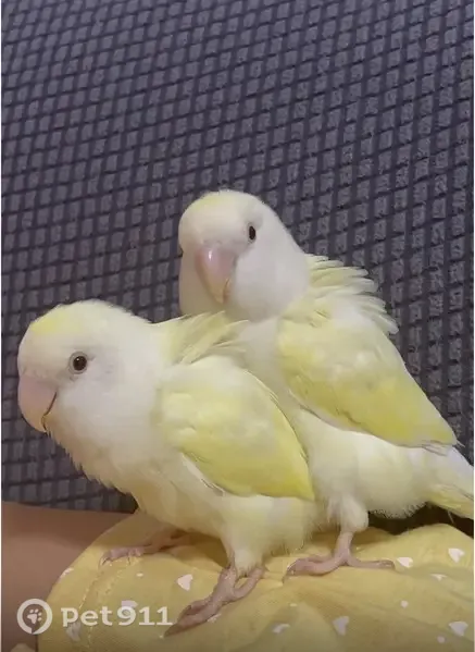Lost birds, Serangoon Avenue 2, Blk 243, Hougang — one has a broken nail, the other a tail wound - photo