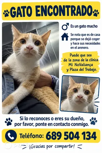 Encontrado gato macho, Carrer de Pi i Margall, 54, Lleida — blanco y anaranjado - photo