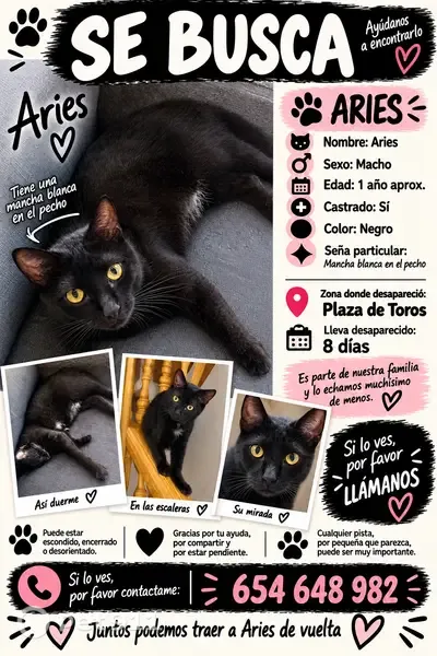 Gato perdido macho, Calle Mariano Fortuny, Parla — mancha blanca en el pecho - photo