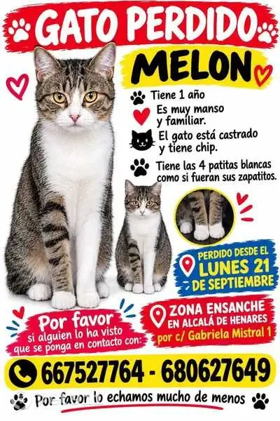 Gato perdido macho, A-2, Alcalá de Henares, Alcala de Henares — muy amoroso - photo
