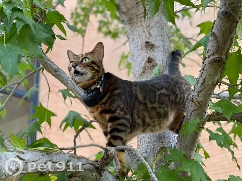 Gato perdido, Passeig del Nord, Olesa de Montserrat, Pozuelo de Alarcon — ojos verdes y collar rojo - photo