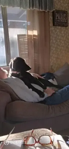 Lost dog, Hollow Road, 564, Killeen — black retriever, pink collar - photo