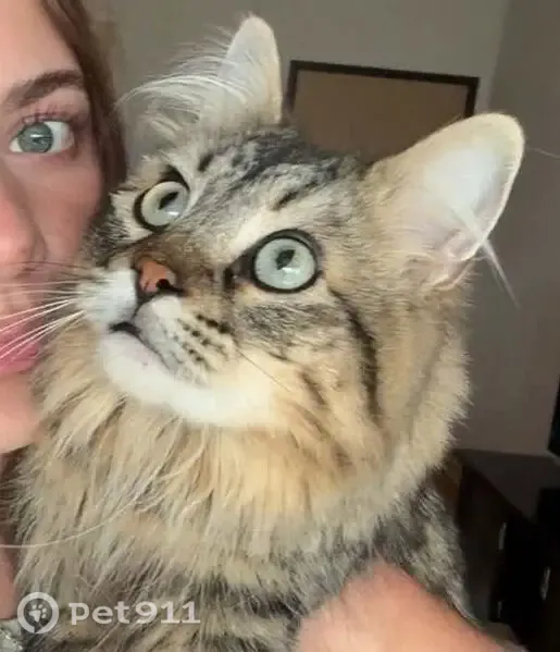 Lost female cat, Maricopa Drive, Ames — brown, tiger-striped tabby - photo