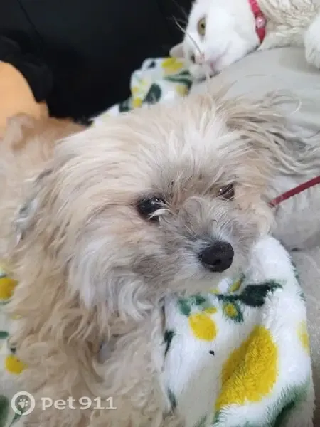Lost female dog, Williamsburg Drive, 14427, Gulfport — tan long-haired lap dog - photo
