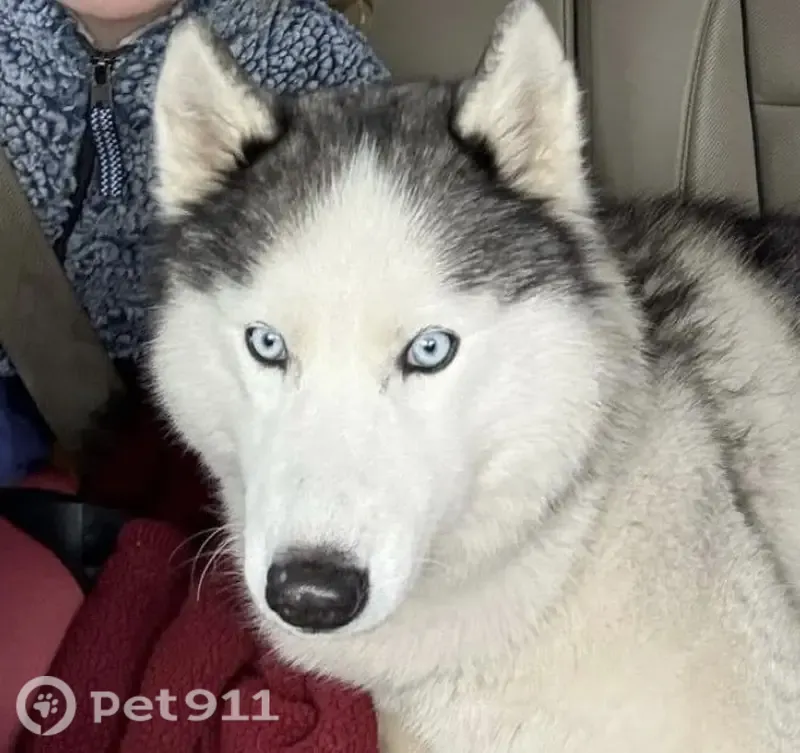Lost female dog, Windy Ridge Drive, 1597, Wright City — white Siberian husky with icy blue eyes - photo