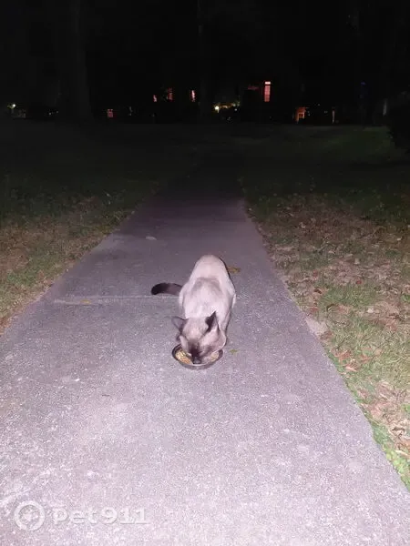 Found male cat, Central Avenue Pike, 5800, Knoxville, Arlington — Siamese with blue eyes - photo