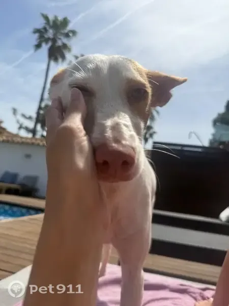 Perro perdido, Partida Miracle, 32, València, Valencia — manchas marrones en el lomo y la cara - photo