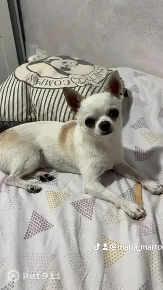 Perro perdido, Los Núñez, 29150, Málaga, España, Madrid — ojo derecho bizco - photo