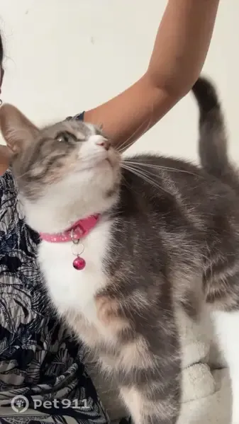 Lost female cat, Ernest Street, England, Carlisle — brown/black tabby and white - photo