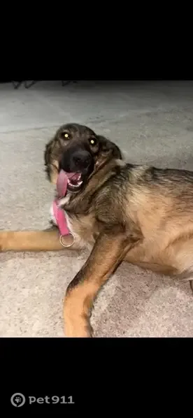 Perro perdido, Villaluenga de la Sagra, Castilla-La Mancha, Toledo — hembra de 3 meses, cruce de mastín - photo