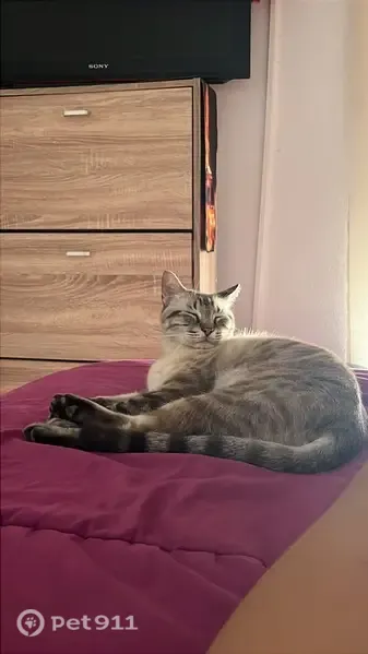 Gato perdido macho, Calle Castilla, 8, Torre-Pacheco — blanco con gris y muy cariñoso - photo