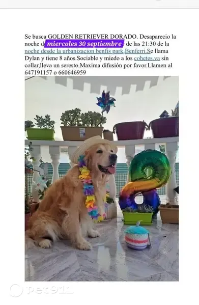 Perro perdido, Benferri, Valencia — golden retriever marrón muy sociable - photo