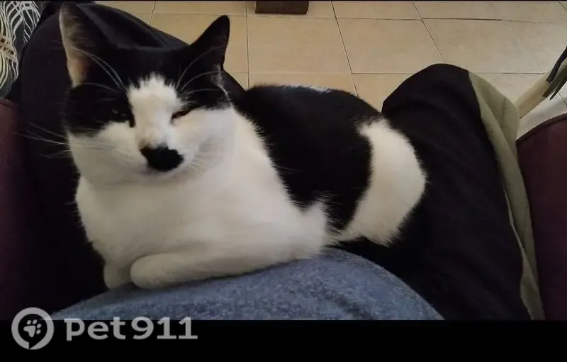Lost cat, female, Karoo Road, 23, Gqeberha — heart-shaped mark on her nose - photo
