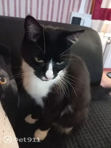 Lost cat, Wordsworth Crescent, 2, Ipswich — small black-and-white female - photo