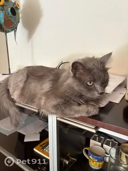 Gato perdido, Carrer del Bisbe Galindo, 8, Lleida — raza Nebelung, peludo - photo