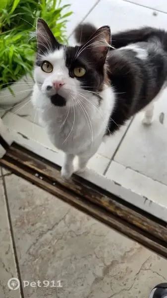 Gato perdido, Avenida Frederico Augusto Ritter, 216 — desapareceu perto da Cia do Sabor - photo