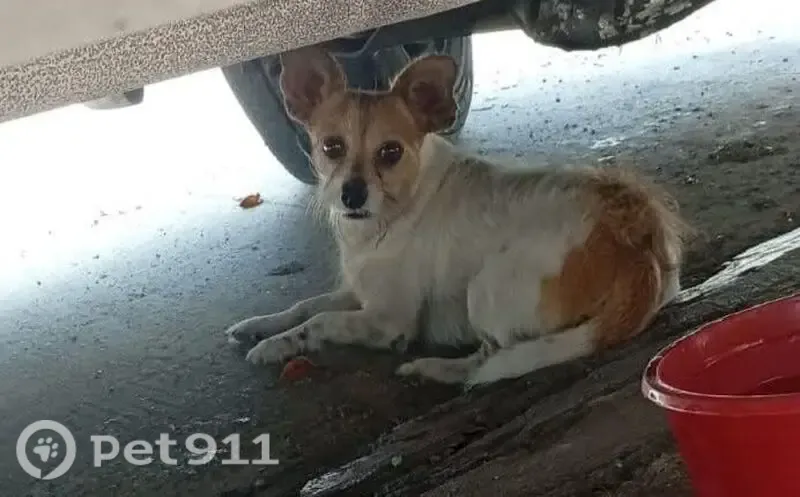 Perro perdido macho, Calle 101 Norte, Cancún — chihuahua blanco con manchas café - photo