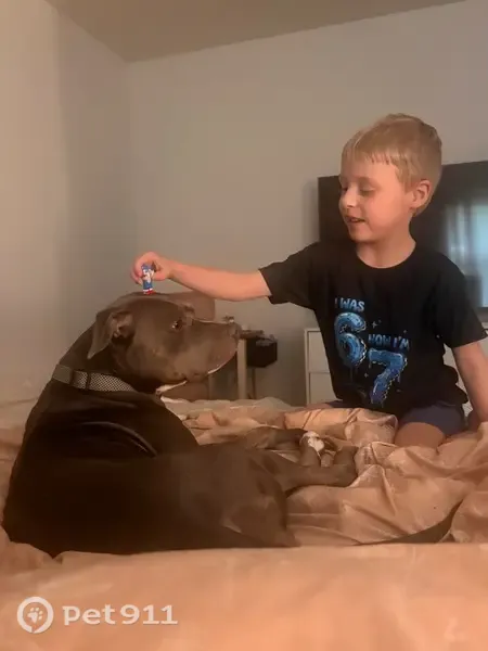 Lost dog, Royce Street, 804, Pensacola — female blue nose pit bull - photo