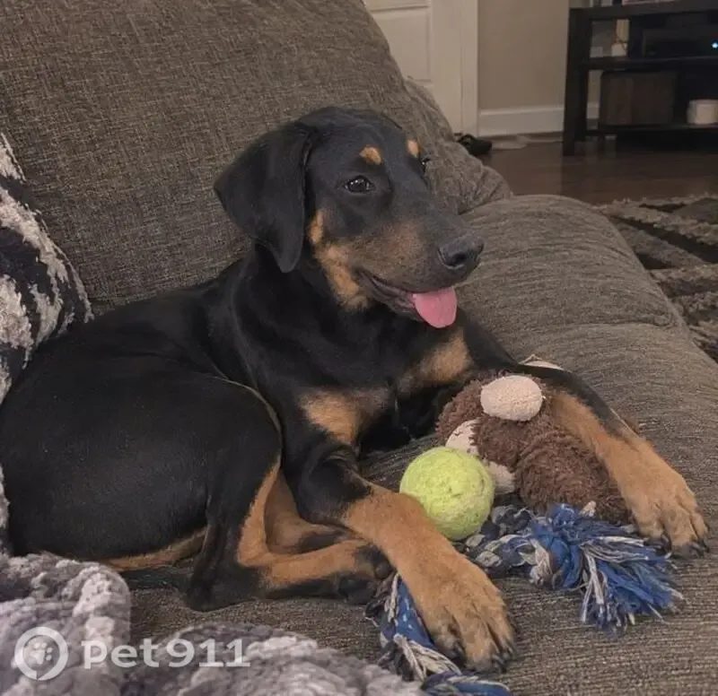 Lost dog, Los Fresnos, Texas, Austin — white stripe on chest - photo