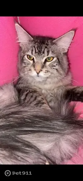 Lost cat, Cranmoor Crescent, Halesowen — male silver tabby Maine Coon - photo