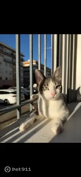 Gato perdido hembra, Avenida de la Bahía, 27, Barriada Río San Pedro, Puerto Real — cicatriz en la pierna derecha - photo