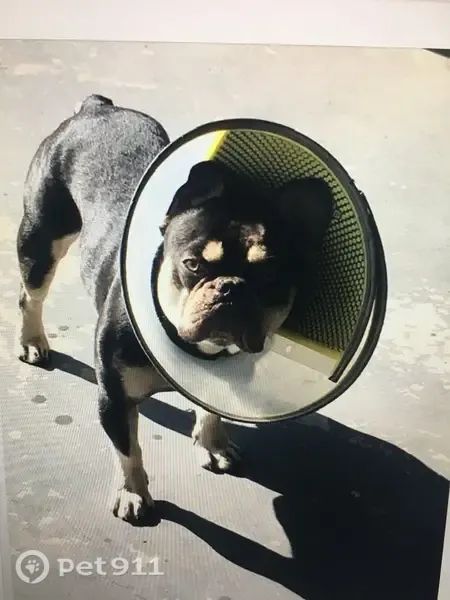 Lost dog, West Simpson Avenue, 1819, Fresno — male French bulldog - photo