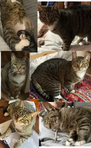 Lost cat, Durban, KwaZulu-Natal, Pretoria — female tabby with white chest and paws - photo