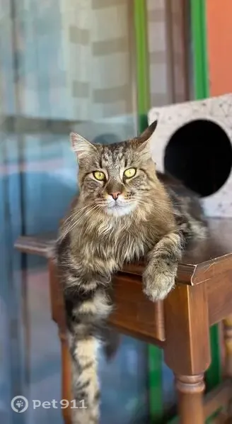 Gato perdido, Calle La Alondra, Fuengirola, Sevilla — Maine Coon macho y de gran tamaño - photo