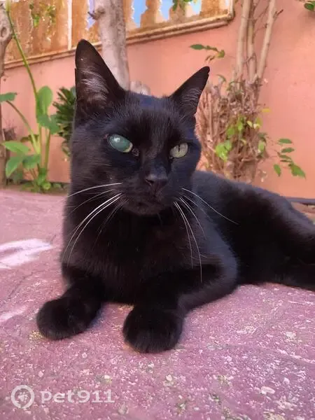 Gato perdido, Avenida Zaragoza, s/n, Santa Pola — catarata en un ojo - photo