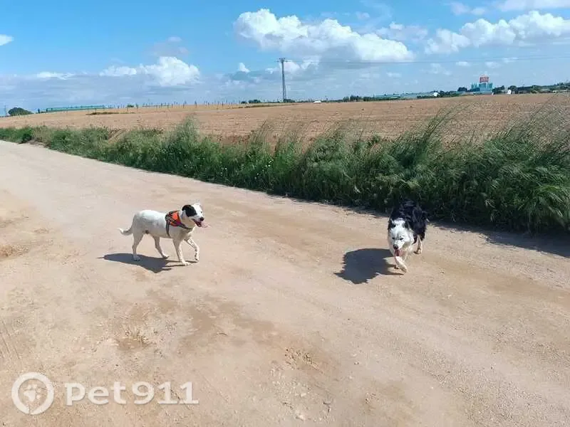Perdido perro hembra, La Roda, Castilla-La Mancha, Sevilla — es mansa y vive en el campo - photo