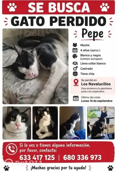 Gato perdido macho, Calle Fraguas, Los Navalucillos, Talavera de la Reina — collar antiparasitario blanco - photo