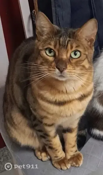Gato perdido, Avenida María Guerrero, 144, La Línea de la Concepción, La Linea de la Concepcion — macho castrado - photo