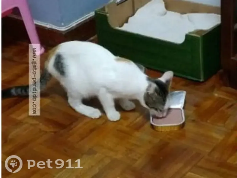 Gato perdido, Rúa de Urzáiz, 118, Vigo — hembra de casi 3 años - photo