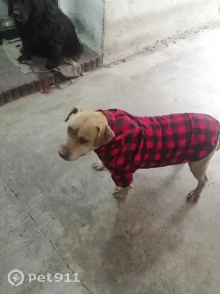 Perro perdido, Noche Buena, MZ34 LT1, Ciudad de México, Iztapalapa — mestizo tipo pitbull - photo