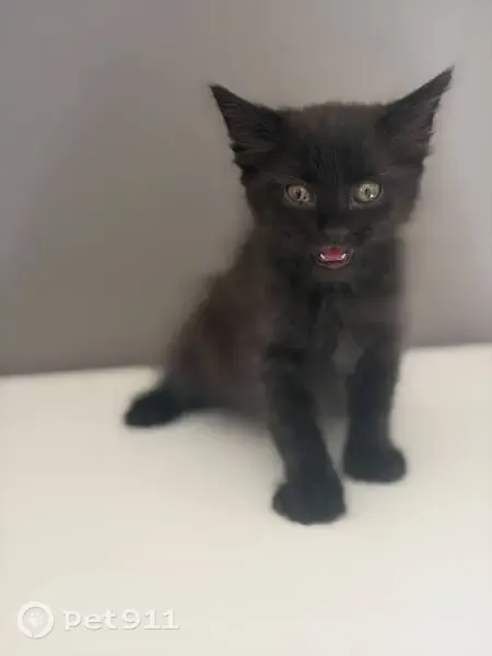 Gato perdido, Carrer de les Illes Canàries, 132, Valencia — responde a Gato o Loki - photo