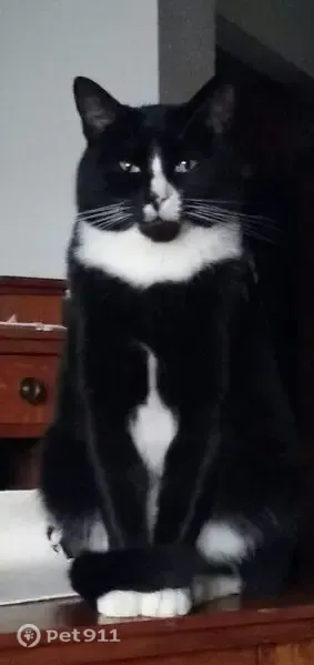 Lost cat, Roosevelt Avenue, Centralia — male with short black-and-white hair - photo