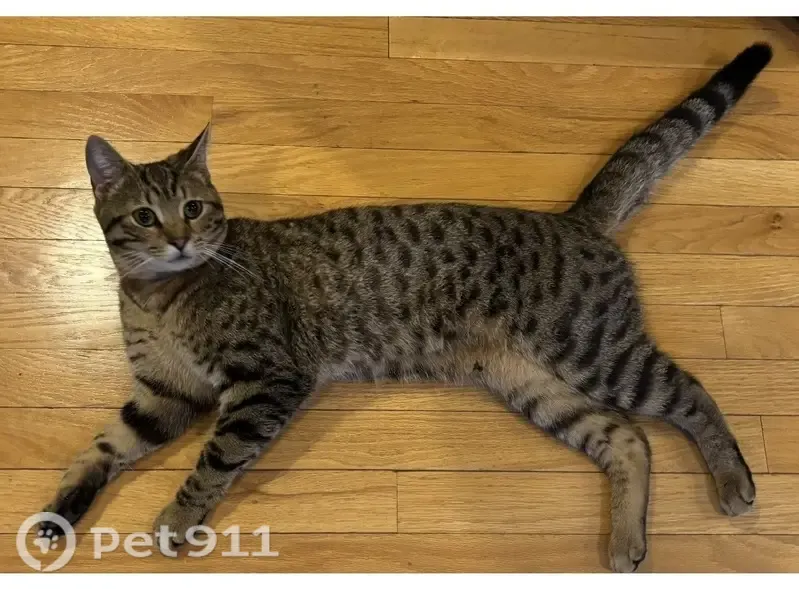 Lost male cat, Graham Drive, 555, Chesterton — brown Bengal mix with stripes and spots - photo